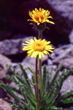 Asteraceae5.html