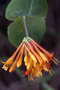 Honeysuckle Mediterranean Absolute -5ml Lonicera Caprifolium