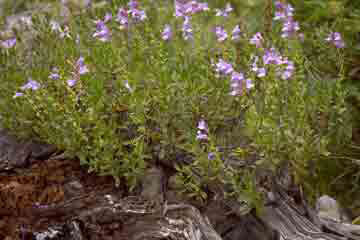 First Name Tricotin Flowering Branch -  Finland